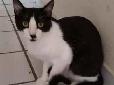 Gato raça Srd idade 2 a 6 meses nome Bentinho