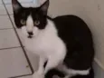 Bentinho
