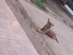 Cachorro raça Vira-lata idade 7 a 11 meses nome Laisla