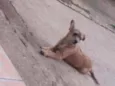 Laisla