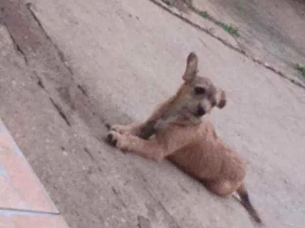 Cachorro raça Vira-lata idade 7 a 11 meses nome Laisla