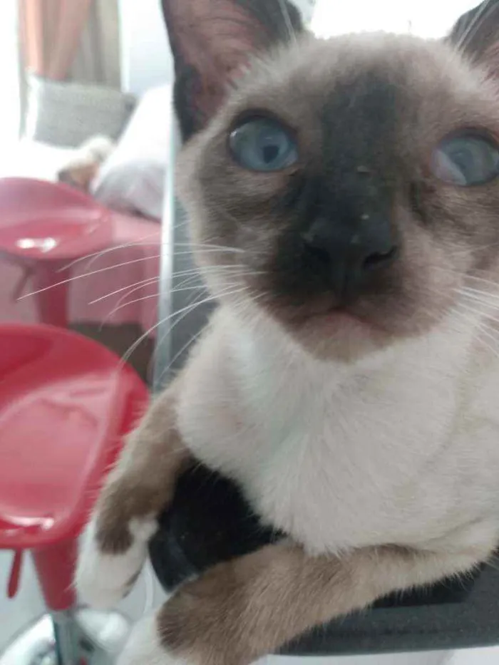 Gato raça Siamês idade 2 a 6 meses nome Júnior