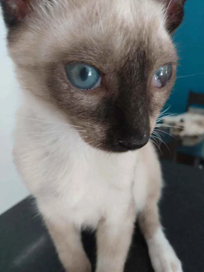 Gato raça Siamês idade 2 a 6 meses nome Júnior