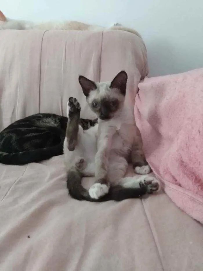Gato raça Siamês idade 2 a 6 meses nome Júnior