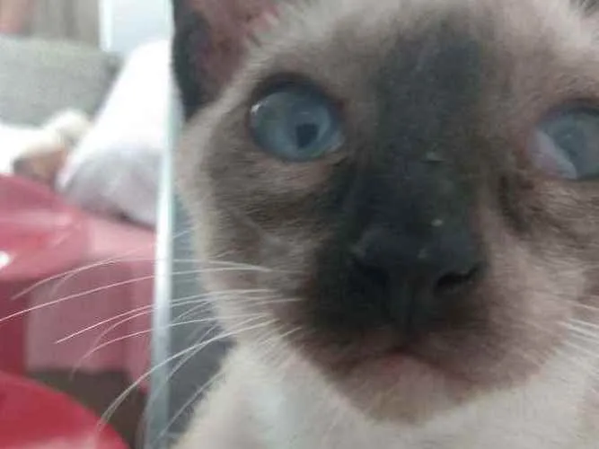 Gato raça Siamês idade 2 a 6 meses nome Júnior