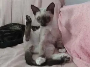 Gato raça Siamês idade 2 a 6 meses nome Júnior