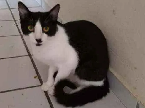Gato raça Srd idade 2 a 6 meses nome Bentinho