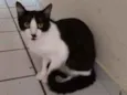 Bentinho