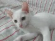 Sâncha 
