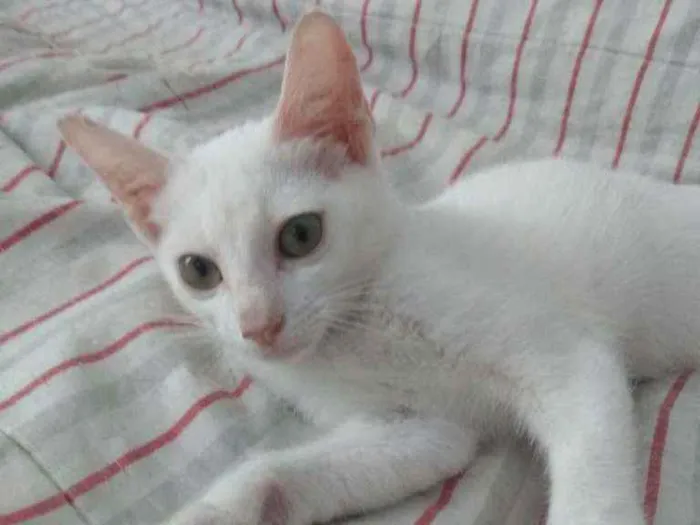 Gato raça Srd idade Abaixo de 2 meses nome Sâncha 