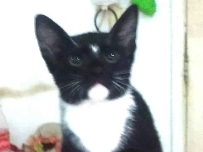 Gato ra a SRD idade 1 ano nome Ozzy