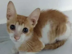 Gato raça Srd idade 2 a 6 meses nome Téo 