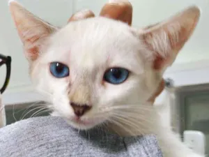 Gato raça Srd idade 2 a 6 meses nome Filhote femea