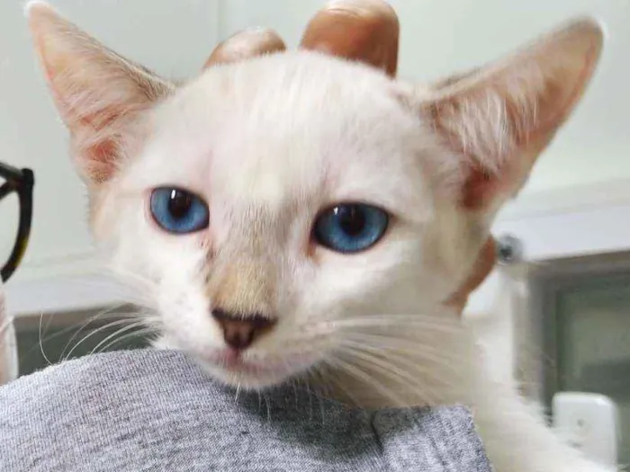 Gato ra a Srd idade 2 a 6 meses nome Filhote femea