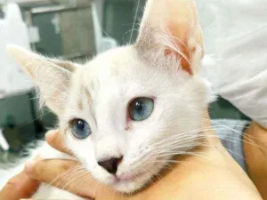 Gato raça Srd idade 2 a 6 meses nome Filhote