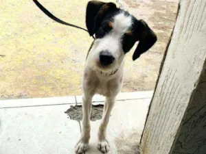 Cachorro raça Fox paulistinha com vira lata idade 2 a 6 meses nome  Pucky