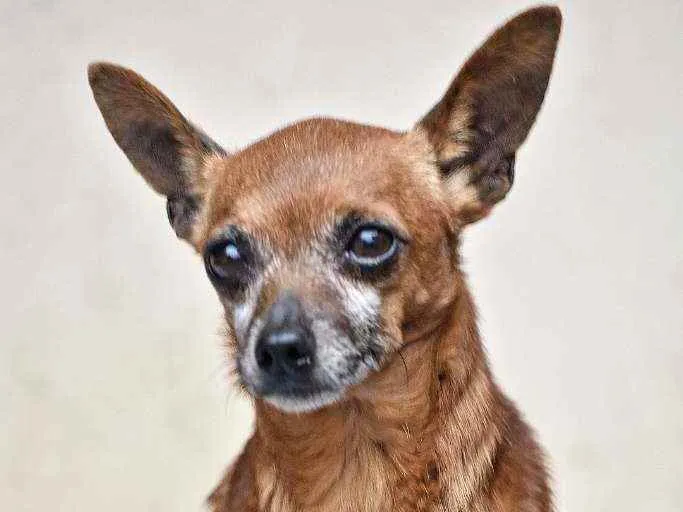Cachorro ra a Pinscher idade 5 anos nome Bulita