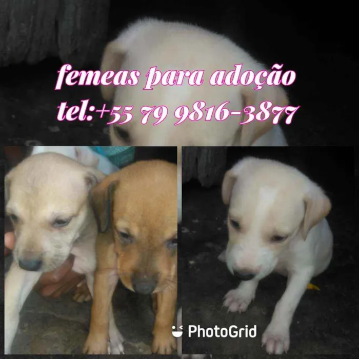 Cachorro raça Srd idade Abaixo de 2 meses nome Filhotes