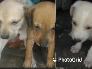 Cachorro raça Srd idade Abaixo de 2 meses nome Filhotes