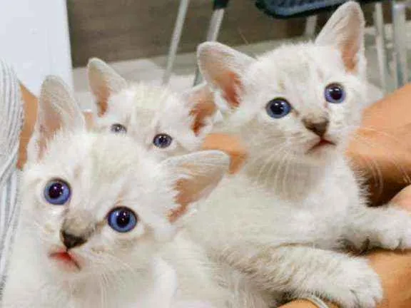 Gato ra a Sem raça  idade Abaixo de 2 meses nome Filhote para adoção