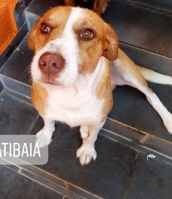 Cachorro ra a SRD-ViraLata idade 3 anos nome Nestor 