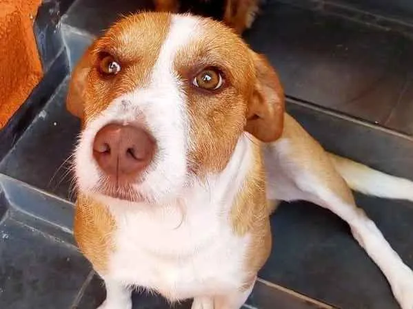 Cachorro ra a SRD-ViraLata idade 3 anos nome Nestor 