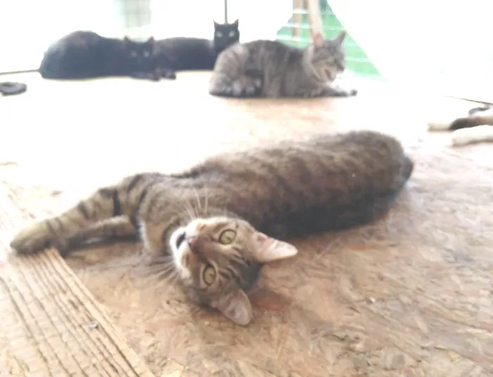 Gato ra a Sem raça definida idade 3 anos nome Mourisco