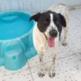 HOLANDÊS