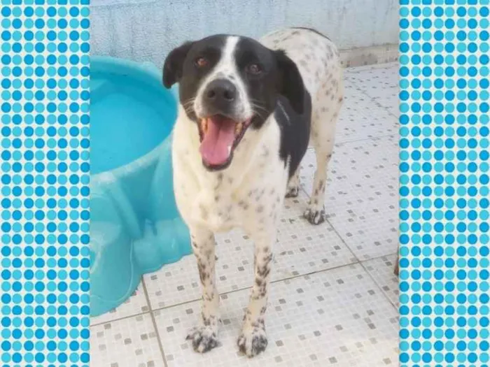 Cachorro ra a SRD-ViraLata idade 6 ou mais anos nome HOLANDÊS