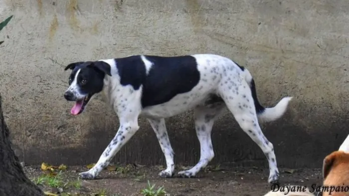 Cachorro ra a SRD-ViraLata idade 6 ou mais anos nome HOLANDÊS