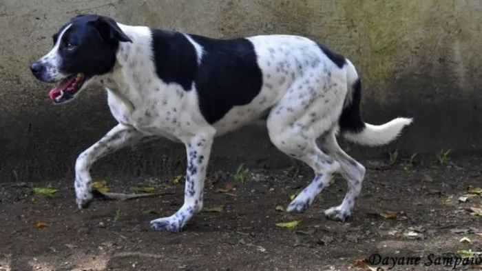 Cachorro ra a SRD-ViraLata idade 6 ou mais anos nome HOLANDÊS