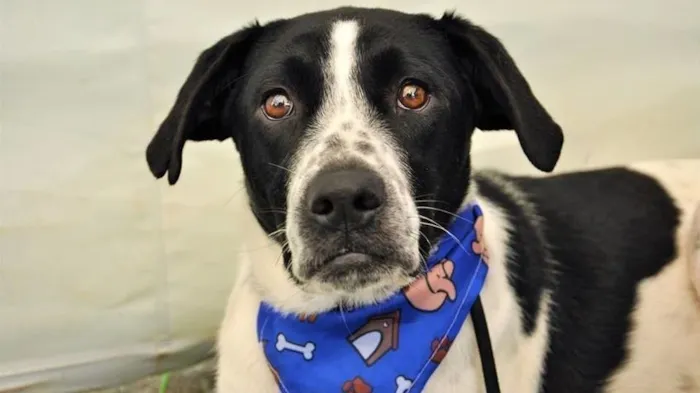 Cachorro ra a SRD-ViraLata idade 6 ou mais anos nome HOLANDÊS