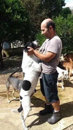 Cachorro ra a SRD-ViraLata idade 6 ou mais anos nome HOLANDÊS