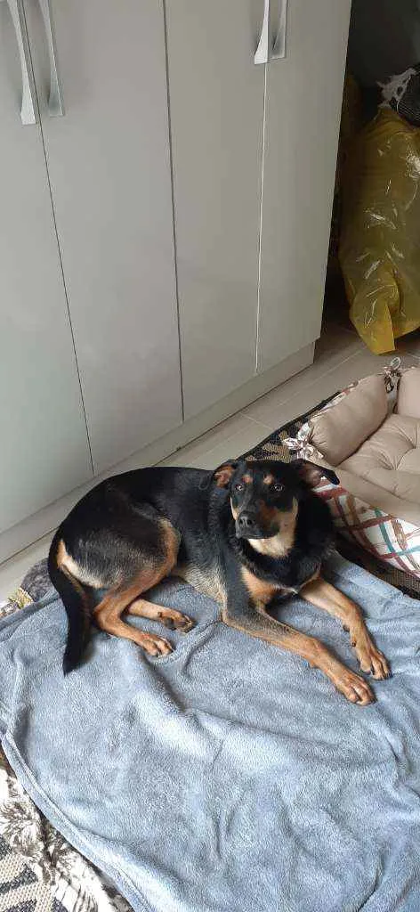 Cachorro ra a Vira lata idade 1 ano nome Cleito