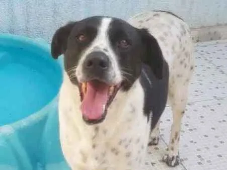 Cachorro ra a SRD-ViraLata idade 6 ou mais anos nome HOLANDÊS