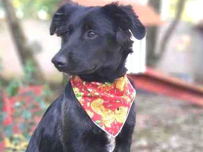 Cachorro ra a SRD-ViraLata idade 2 a 6 meses nome Zara