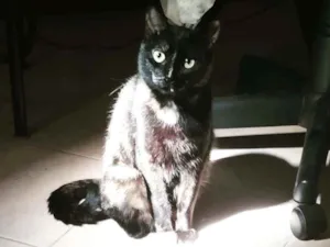 Gato raça SRD idade 1 ano nome Mica