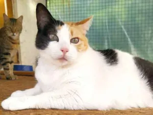 Gato raça Sem raça definida idade 5 anos nome Tricolor GG