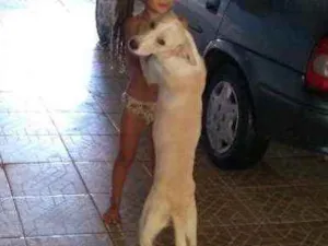 Cachorro raça Vira lata idade 2 anos nome Lilica