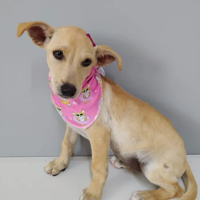 Cachorro raça SRD-ViraLata idade 2 a 6 meses nome Fibe