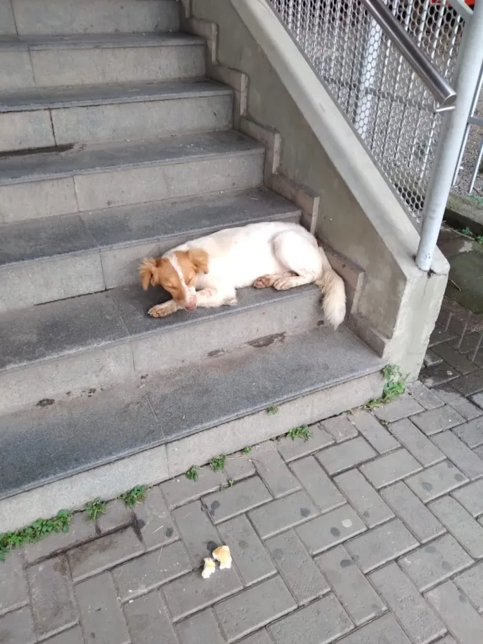 Cachorro ra a Srd idade 2 a 6 meses nome Não sei