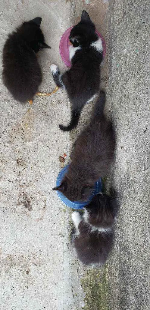 Gato raça Gato Vira-latas idade Abaixo de 2 meses nome Não tem nome