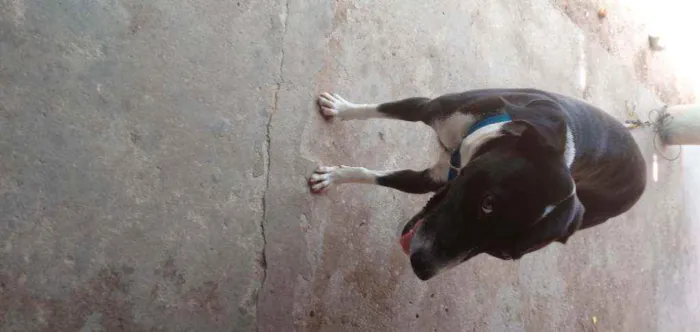 Cachorro ra a Sem. Raça idade 1 ano nome Jheck