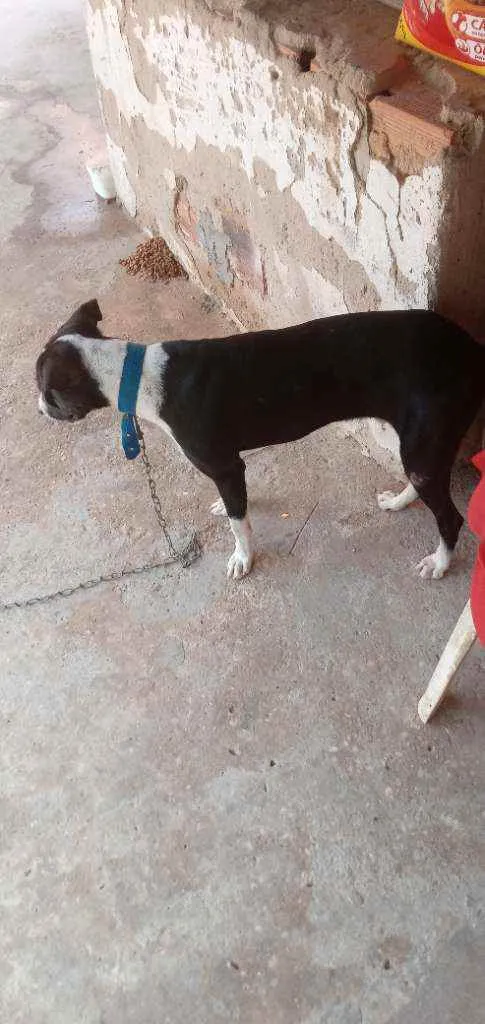 Cachorro ra a Sem. Raça idade 1 ano nome Jheck