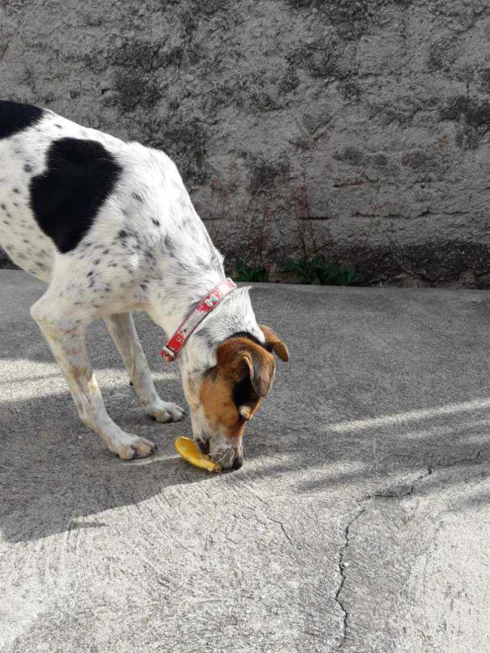 Cachorro ra a Vira lata idade 3 anos nome Elza