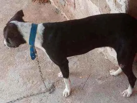 Cachorro ra a Sem. Raça idade 1 ano nome Jheck