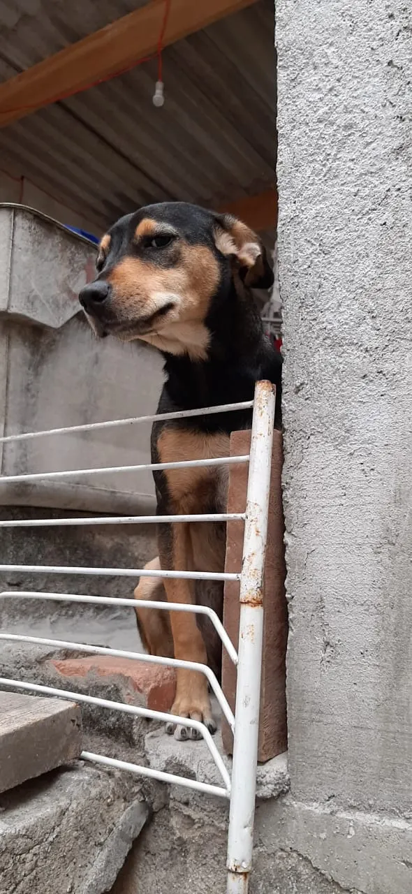 Cachorro ra a Vira lata idade 2 anos nome Ludmilla