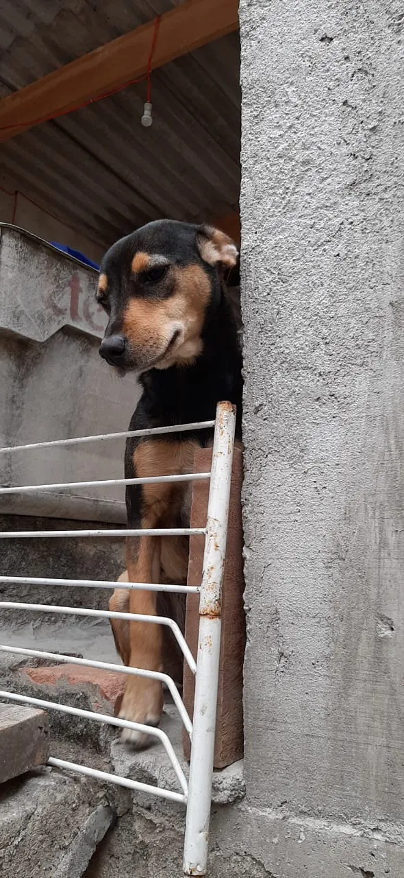 Cachorro ra a Vira lata idade 2 anos nome Ludmilla