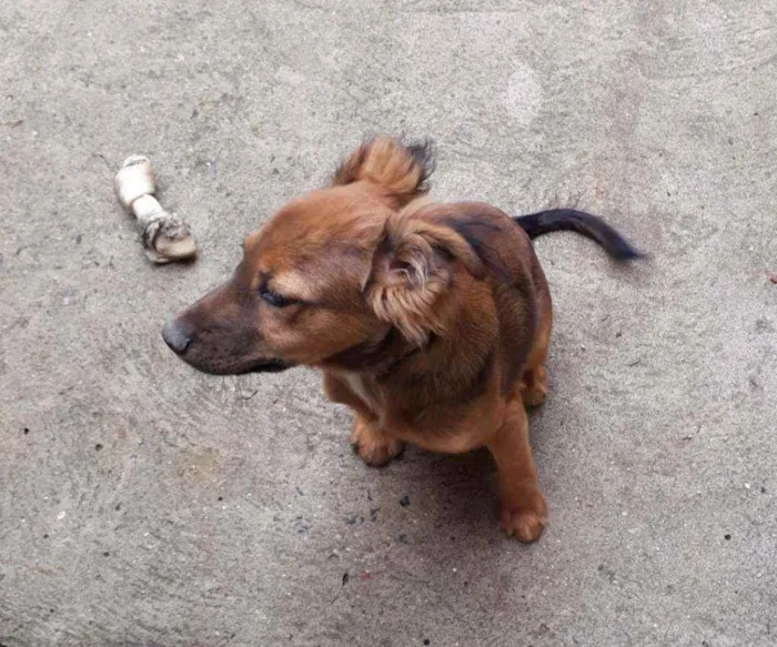 Cachorro raça Srd idade 2 a 6 meses nome Adônis 