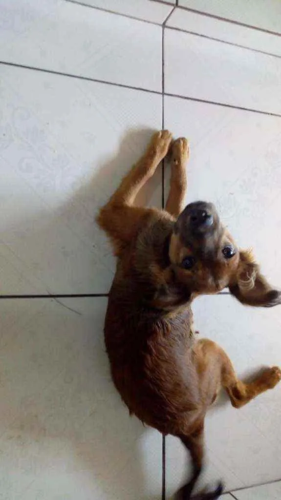 Cachorro raça Srd idade 2 a 6 meses nome Adônis 